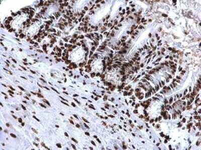 Immunohistochemistry-Paraffin: Histone H4 [Trimethyl Lys20] Antibody [NBP2-42862]